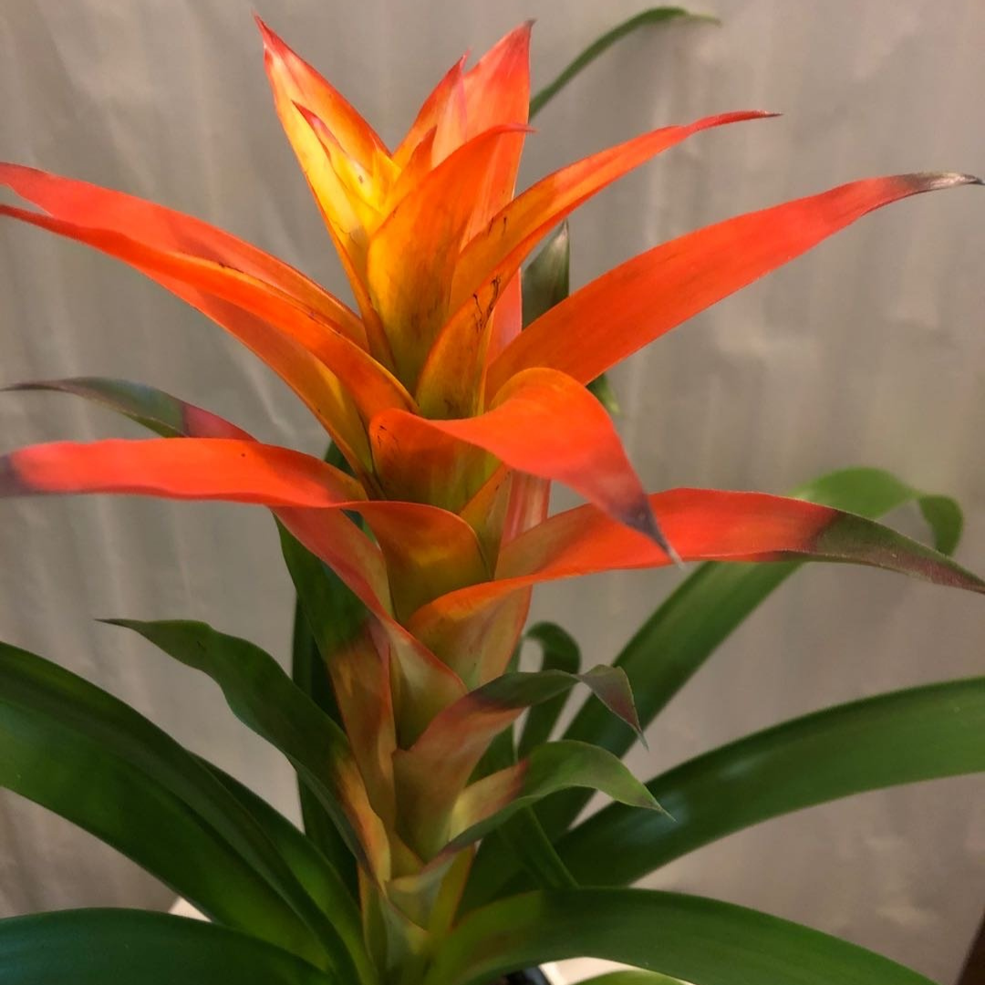 Bromeliads - Orange in 6” Plastic Pot