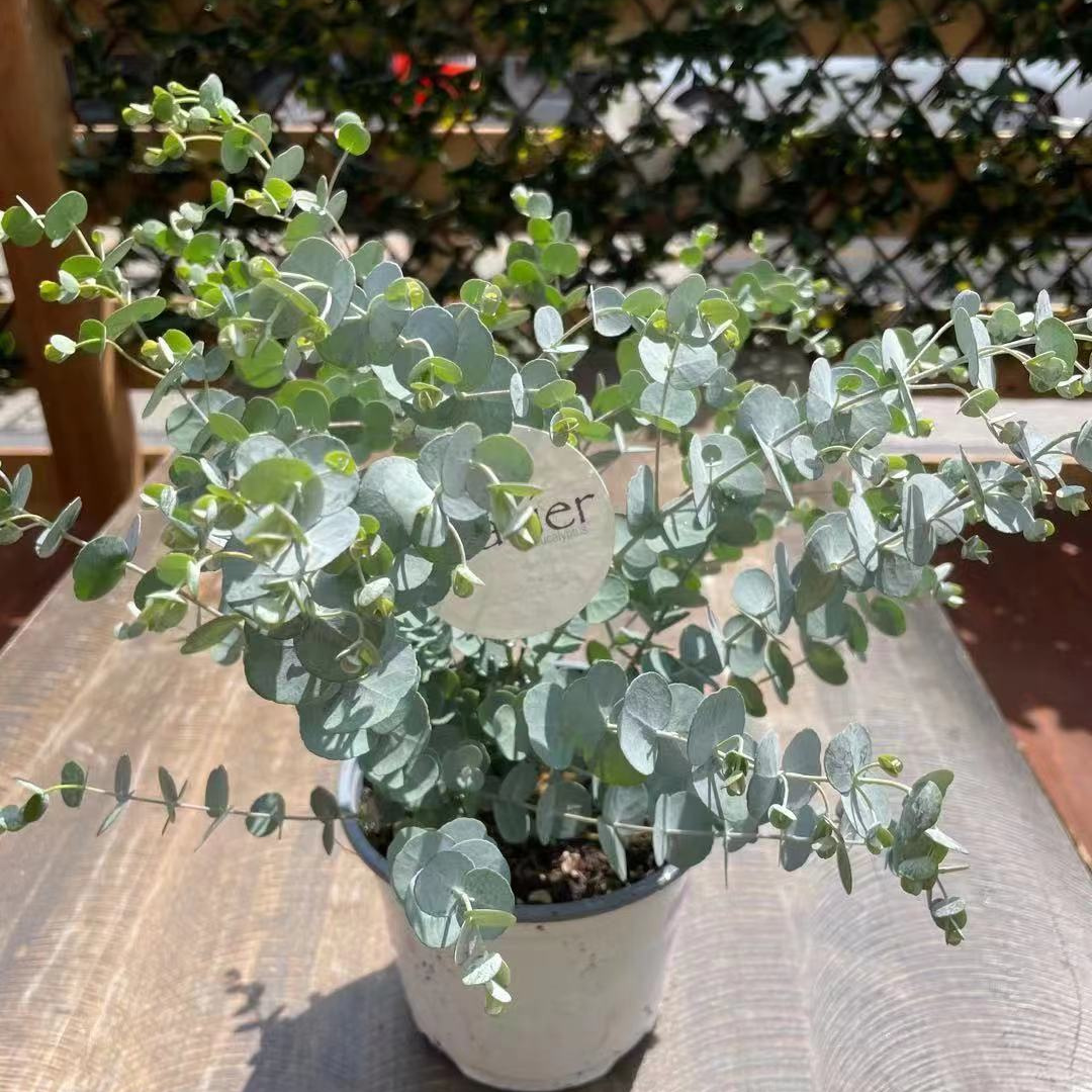 Eucalyptus Plant in 6” Plastic Pot
