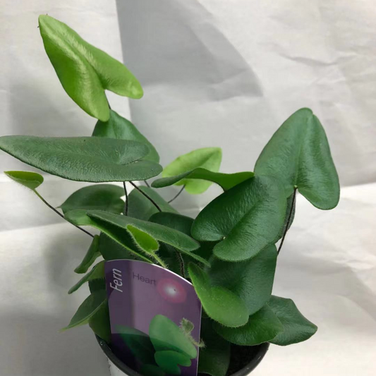 Heart Shape Fern in 3.5” Plastic Pot