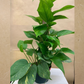 Pothos 6" Totem in Plastic Pot