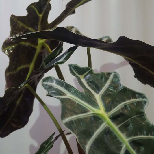 Alocasia Polly in Plastic Pot