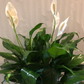 Peace Lily 6" Deluxe in Flower Pot