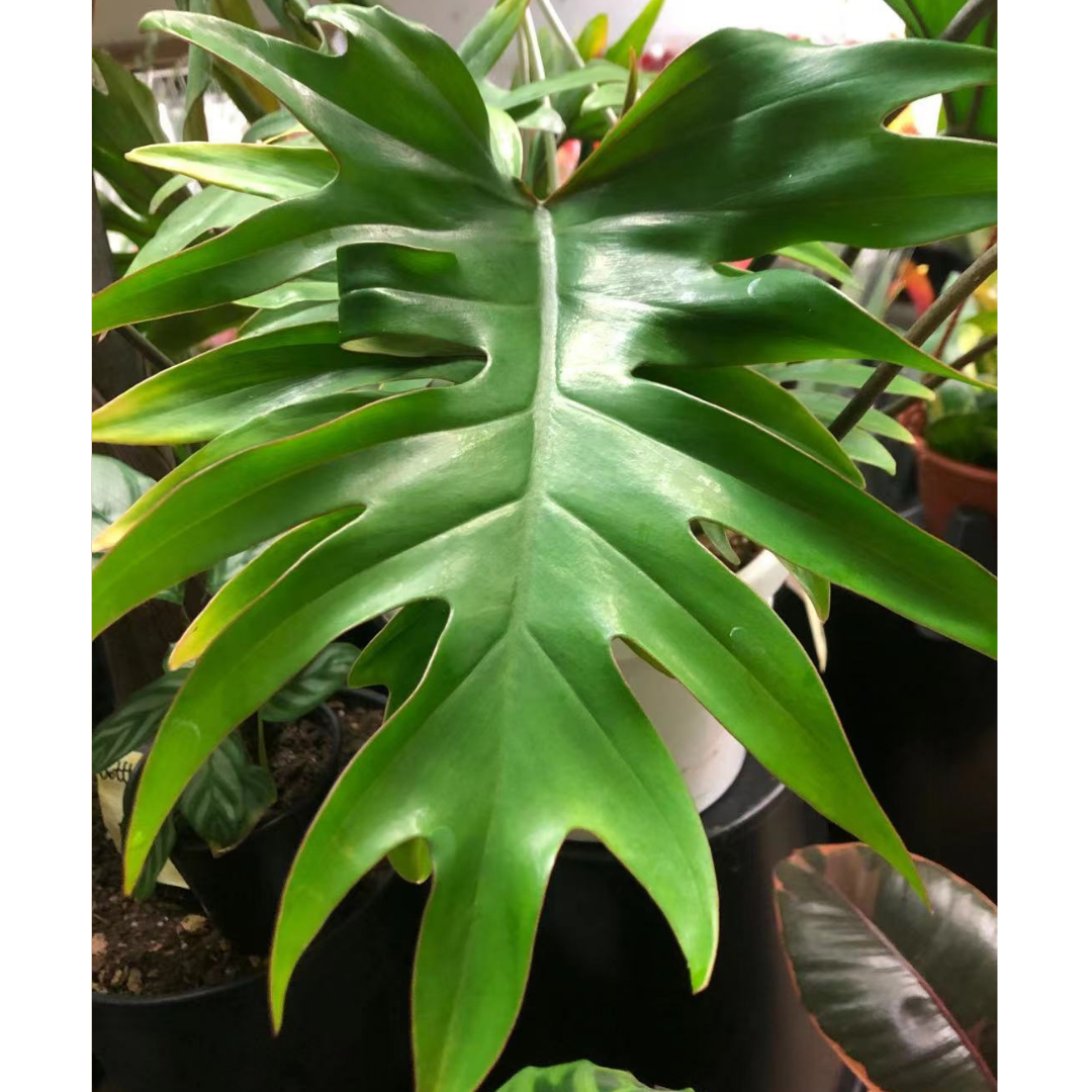 Philodendron Tahiti in 8” Hanging Basket