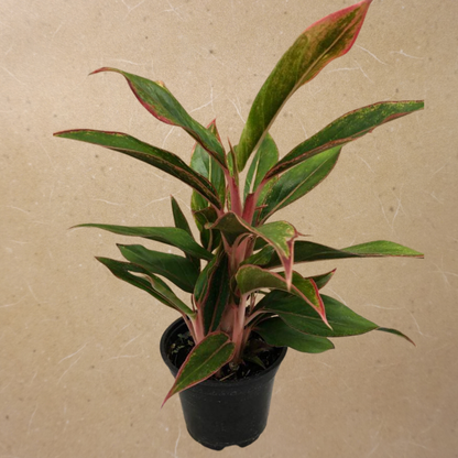 Red Chinese Evergreen in Plastic Pot