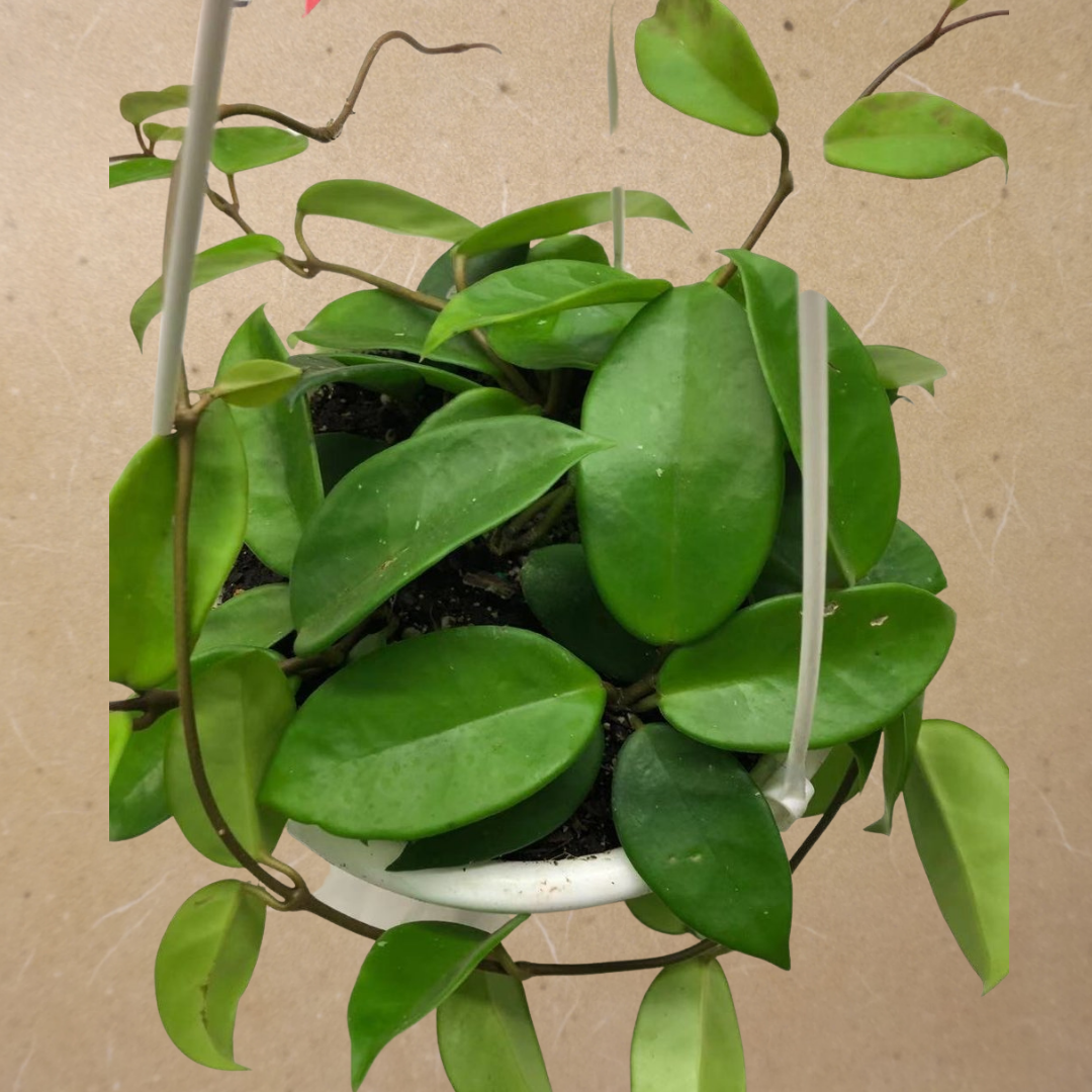 Hoya Plant (Green) in 6” Hanging Basket