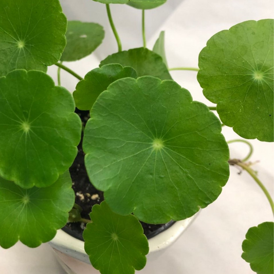 Marsh Pennywort in 3.5” Plastic Pot