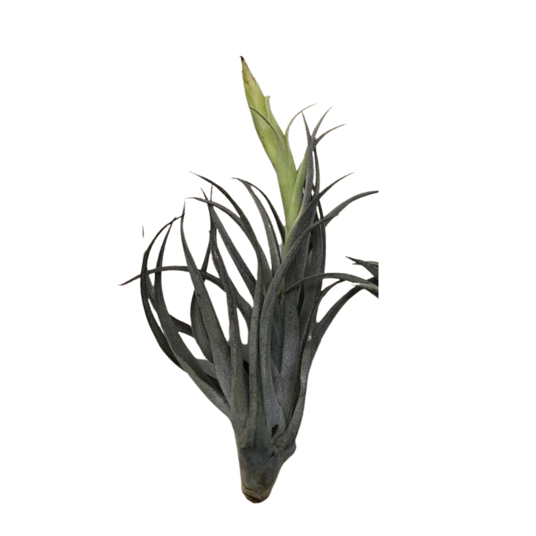 Large Air Plant - Latifolia