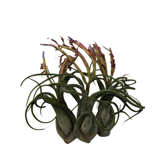 Large Air Plant - Tillandsia Caput Medusae