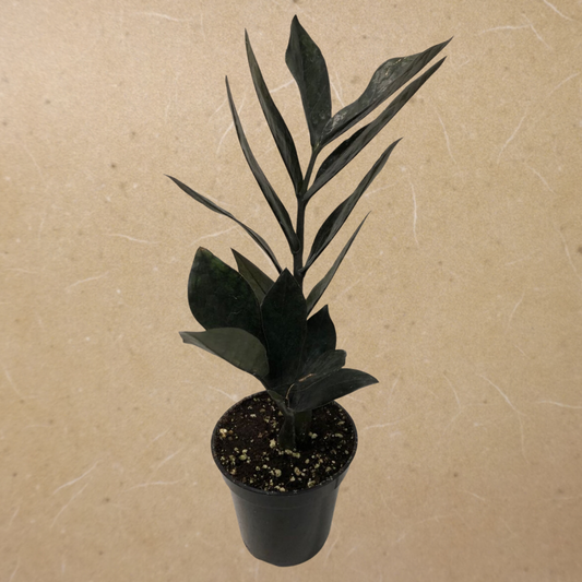ZZ Plant Midnight in 3.5” Plastic Pot