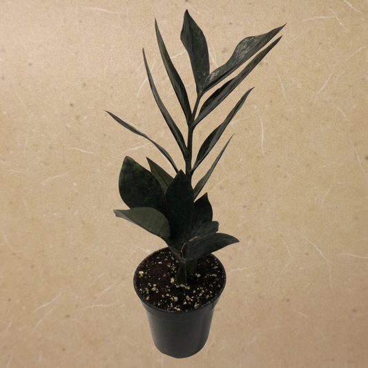 ZZ Plant Raven in 6" Plastic Pot