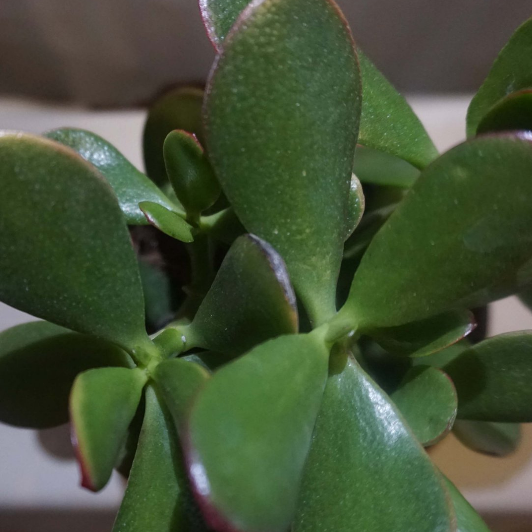 Jade Plant (Crassula Ovata) in 5” Plastic Pot